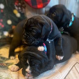 Boxer Puppies from Sweet Mambas Boxers