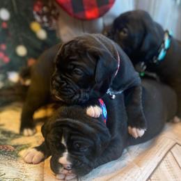 Boxer Puppies from Sweet Mambas Boxers