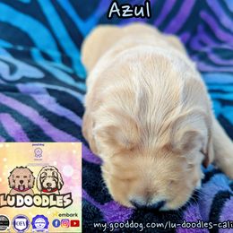Azul - Cream male Goldendoodle puppy in Santa Cruz, California from Lu Doodles