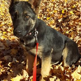 German Shepherd Puppies from My K9 Guardian