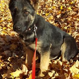 German Shepherd Puppies from My K9 Guardian