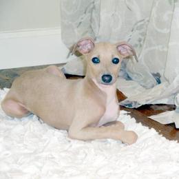 Nina - Italian Greyhound