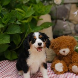 Willow - female Australian Mountain Doodle puppy in Dalton, Ohio from Haven Doodles