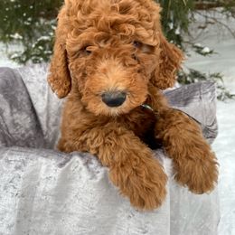 Mr. Cuthbert - Red  Goldendoodle puppy in Clarksville, Tennessee from Golden Pine Designer Doodles