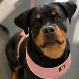 Maggie - Rottweiler