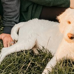 Goldendoodles from Sweetwater golden doos