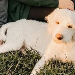 Goldendoodles from Sweetwater golden doos