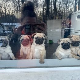 Pug Puppies from PUGZ PAWZ
