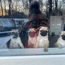 Pug Puppies from PUGZ PAWZ
