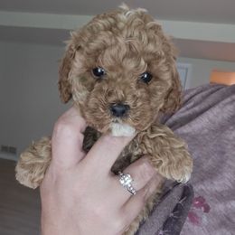 Poppy - Red female Cockapoo puppy in Galena, Illinois from Perry's doodles