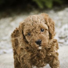 Peyton - Red  male Poodle puppy in Nappanee, Indiana from Perfect Match Poodles