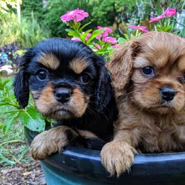 Cavalier King Charles Spaniel Puppies from Carter Woods Cavaliers