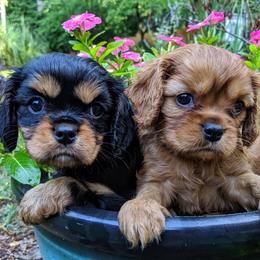 Cavalier King Charles Spaniel Puppies from Carter Woods Cavaliers