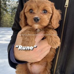Cavapoo Puppies from Pinewood Cavapoos