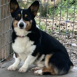 Hank - Pembroke Welsh Corgi
