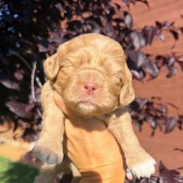 Charming - Golden male Cockapoo puppy in Millville, California from Hope Lane Kennels