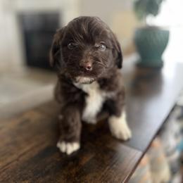 Grover - Brown and white male Aussiedoodle puppy in Strasburg, Pennsylvania from Still Water Puppies