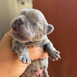 Tater - Liver male French Bulldog puppy in Porter, Texas from Whatabulldog