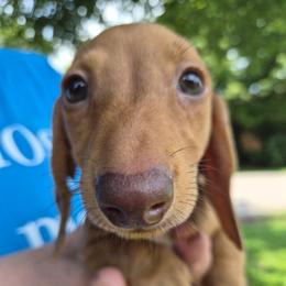Mick-Tan - Red male Dachshund puppy in Frankfort, Kentucky from Gigi's Dachshunds