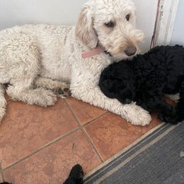 Goldendoodle Puppies from Robinson Doodles