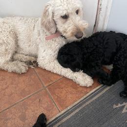 Goldendoodle Puppies from Robinson Doodles