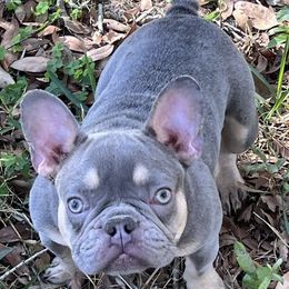French Bulldogs from 7 Tribes Devine French Bulldogs