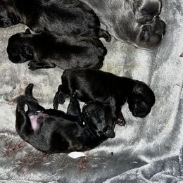 French Bulldog Puppies from Ayala’s