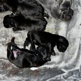 French Bulldog Puppies from Ayala’s