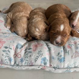 Goldendoodle puppies from Farm Fresh Doodles