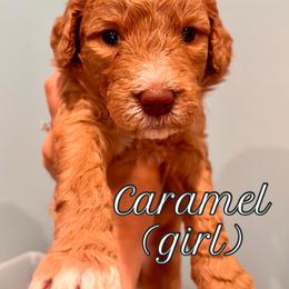 Pink - Red  female Goldendoodle puppy in Guntersville, Alabama from Carefree Goldendoodles