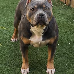 Sora - American Bully