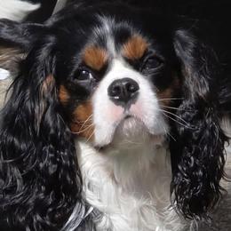 Cavalier King Charles Spaniel All Grown Up from Whitehall Cavaliers