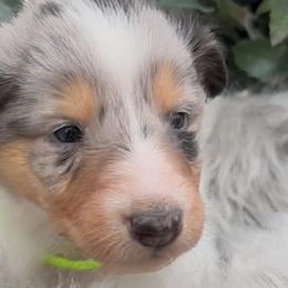 Collies from Mountain River Collies