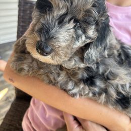 Aussiedoodle Puppies from Sister Doodles