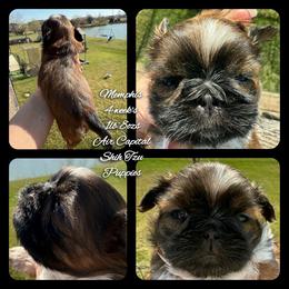 Memphis - Red male Shih Tzu puppy in Maize, Kansas from Air Capital Shih Tzu Puppies