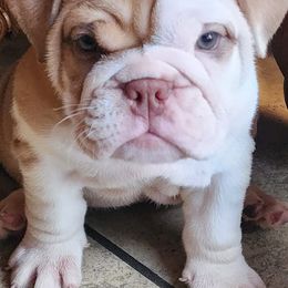 Bulldogs from Mindy's Bulldogs
