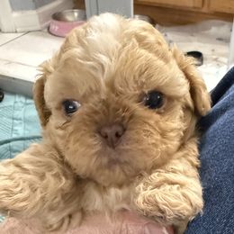 Dempsey - Red and white female Shih Tzu puppy in Tallahassee, Florida from Bows and Bow Ties