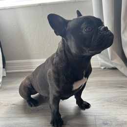 Clara - French Bulldog