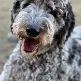"Blue Merle " Goldendoodle, Labradoodle, and Sheepadoodle Puppies from The Parrish Doods