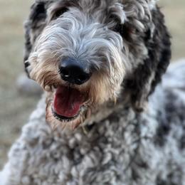 "Blue Merle " Goldendoodle, Labradoodle, and Sheepadoodle Puppies from The Parrish Doods