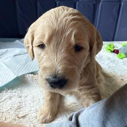 Cinderella - Cream female Goldendoodle puppy in Puyallup, Washington from Dawnie’s Doodles