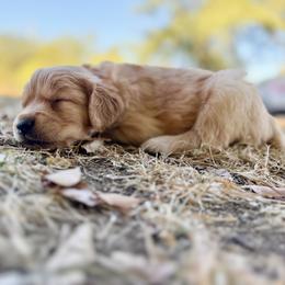 Hancock - Orange - Dark golden male Golden Retriever puppy in San Martin, California from Church Creek Retrievers
