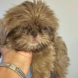 Jimmie - Lilac male Shih Tzu puppy in Victorville, California from RUMBLE n TUMBLE
