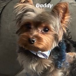 Mojo - Yorkshire Terrier