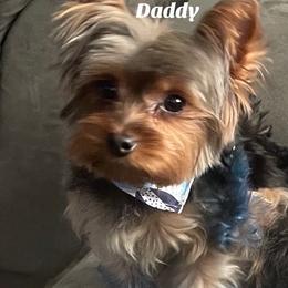 Mojo - Yorkshire Terrier