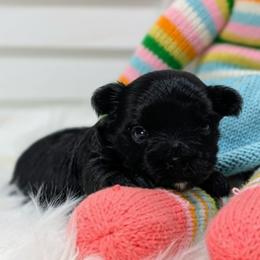Yorkshire Terrier puppies from Rhine Valley Yorkies