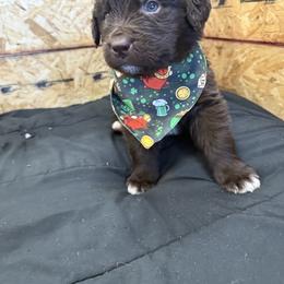 Dex - White and brown male Newfoundland puppy in Goodhue, Minnesota from Claypits Newfoundlands