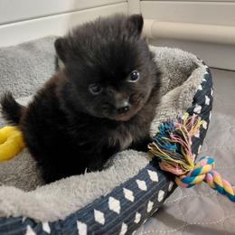 Shadow - Black male Pomeranian puppy in Linwood, North Carolina from My Tiny Paws