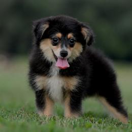 Rune - Black tri male Toy Australian Shepherd puppy in Hartman, Arkansas from Southern Edition Aussies