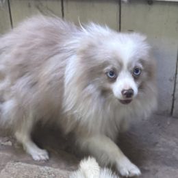 Pomeranians and Pomskies from Robinson Pomski